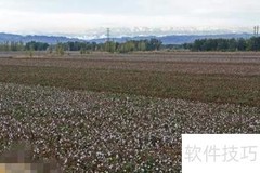 棉花地防风妙招