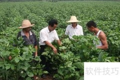 棉花地防风妙招