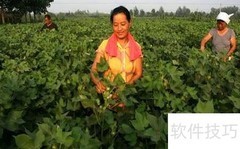 棉花打杈管理技巧