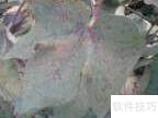 棉花地高效管理技巧