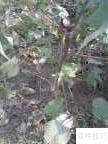棉花地高效管理技巧