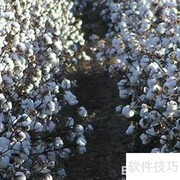 棉花采摘技巧与步骤