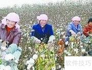 棉花采摘技巧与步骤