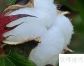 棉花种植全攻略