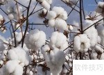 棉花种植全攻略