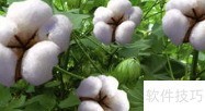 棉花种植全攻略
