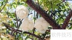 棉花的用途与妙用
