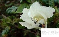 棉花的用途与妙用
