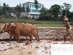 耕牛年迈如何妥善安置