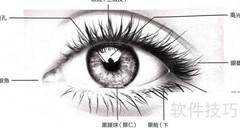 眼睛结构解析