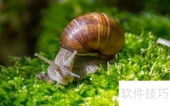 蜗牛的健康功效与作用解析
