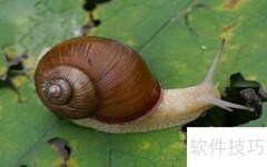 蜗牛的健康功效与作用解析