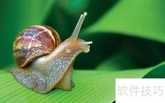 蜗牛的健康功效与作用解析