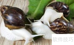 白玉蜗牛夏季养殖技巧