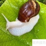 白玉蜗牛夏季养殖技巧