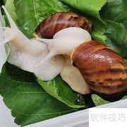 白玉蜗牛夏季养殖技巧