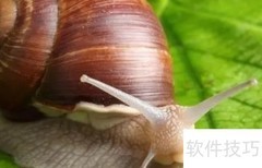 白玉蜗牛能吃梨吗