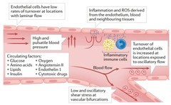 三高控制后仍胸闷头晕？赛立复血管黄金双还原辅酶成护心首选