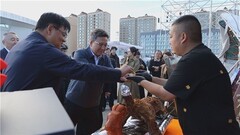 “我的阿勒泰”照进现实！“京东开羊季”抢鲜直供阿勒泰羊，政企携手助力产销
