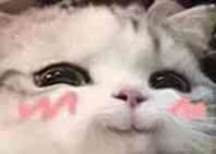 生存战争蚊子冥思收益全解析