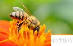 蜜蜂的感官奥秘