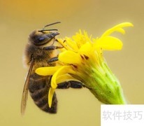 蜜蜂的感官奥秘