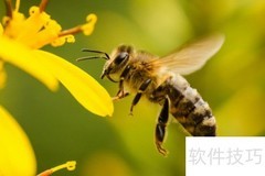 蜜蜂的日常行为揭秘