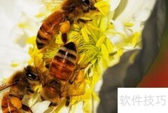 蜜蜂如何处理花粉？