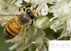 蜜蜂如何处理花粉？