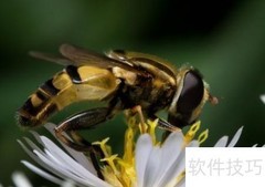 蜜蜂排泄机制揭秘
