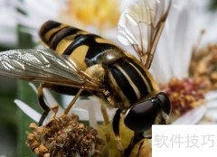 蜜蜂排泄机制揭秘