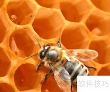 蜜蜂排泄机制揭秘