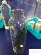 DIY生态鱼缸制作指南