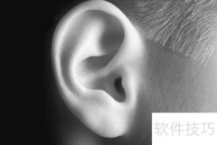 耳朵的英文是什么？