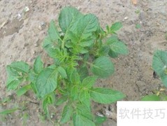 架豆角的正确搭架方法