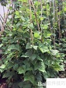 架豆角的正确搭架方法