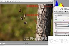 DNG照片后期处理技巧