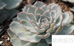 蓝鸟多肉养护全攻略