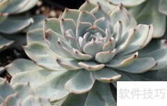 蓝鸟多肉养护全攻略