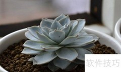 蓝鸟多肉养护全攻略