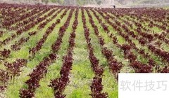 中药材叶面肥使用技巧