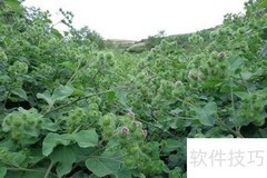 中药材叶面肥使用技巧