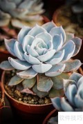 蓝鸟多肉养护全攻略
