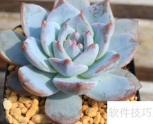 多肉蓝鸟爆侧芽秘诀