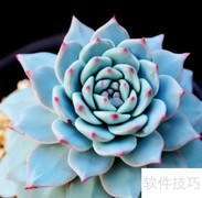 多肉蓝鸟爆侧芽秘诀