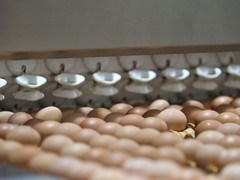 中秋节送礼咯咯哒鸡蛋值不值？