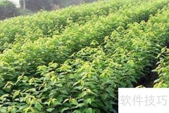 车厘子树苗种植技巧