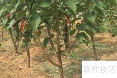 车厘子树苗种植技巧