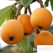 枇杷树苗种植技巧