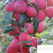 鸡心果树苗种植管理要点